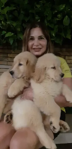 Golden Retriever filhotes de excelente padrão 