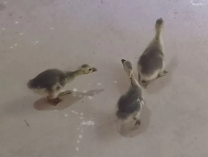 3 filhotes de gansos