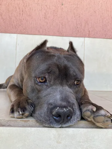 American Bully para Cruza 