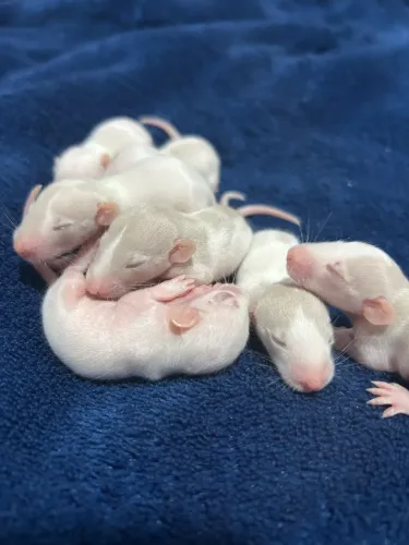 Ratinhos Twister Disponíveis Para Reserva