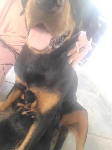 Cachorros fofinhos