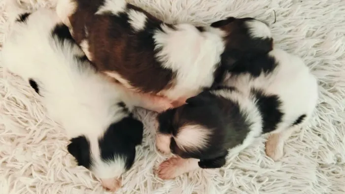 Vendo cachorro shitzu filhotes misturado com Lhasa