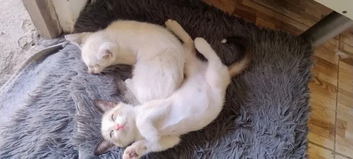 Adoção Gatos Filhotes