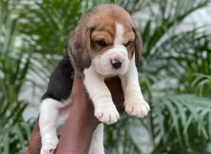 Filhotes de Beagle | Amigos inseparáveis.