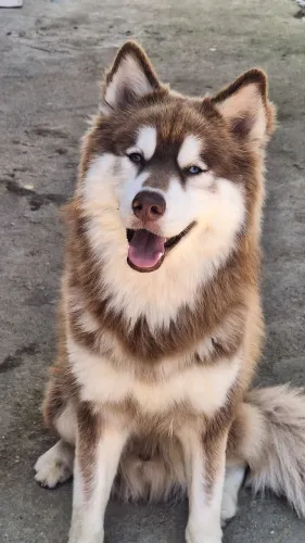 Husky Siberiano Macho Disponível para Cruza