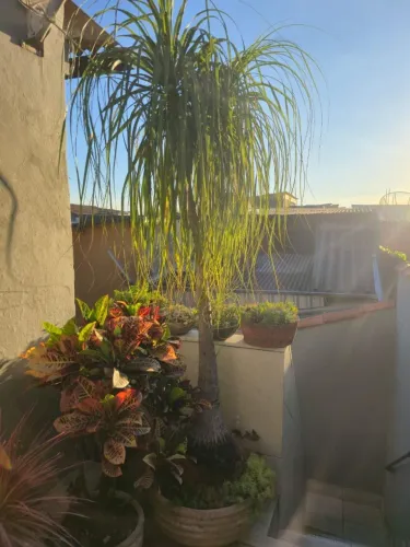 Planta PALMEIRA PATA DE ELEFANTE, adulta!