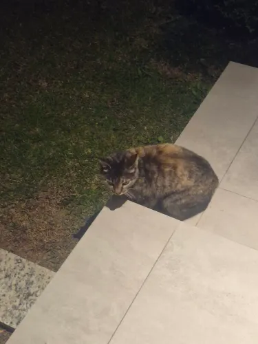 Gata para adoção