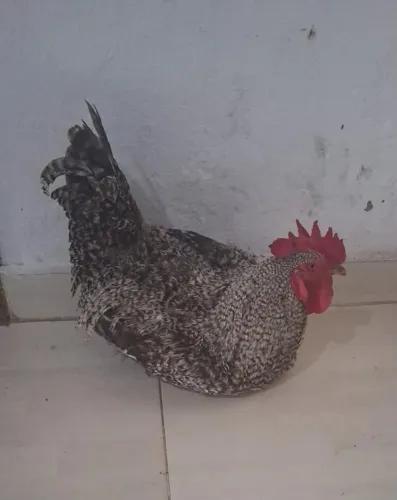 Galinha Caipira Para Abate é Criação