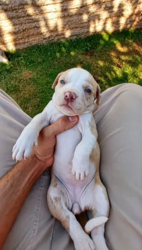 Pit Monster