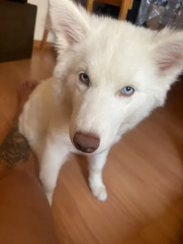 Husk siberiano fêmea