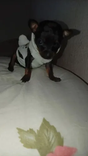 Cachorro Pincher 3 mês vermifugado comendo ração durinha *