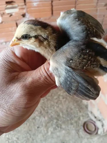 Pintinho  indo