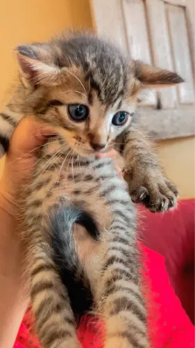 Doação de gatinhos 