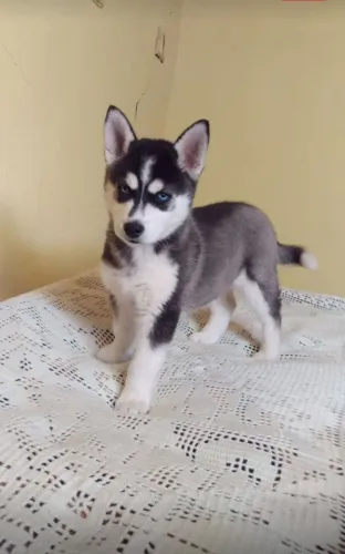 Doação Cachorro Husky Siberiano Filhote!!!!