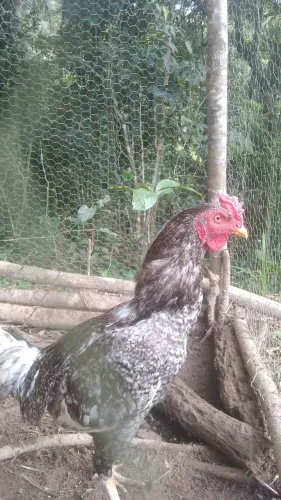 Frango Inglês Carijó