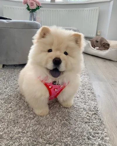 Filhotes de Chow Chow | Um amigo fiel para compartilhar momentos.