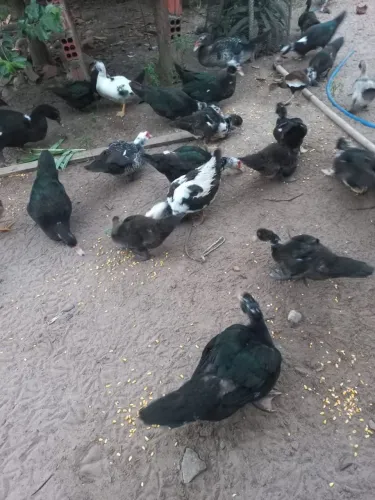 Patos a vendas 40 reais cada