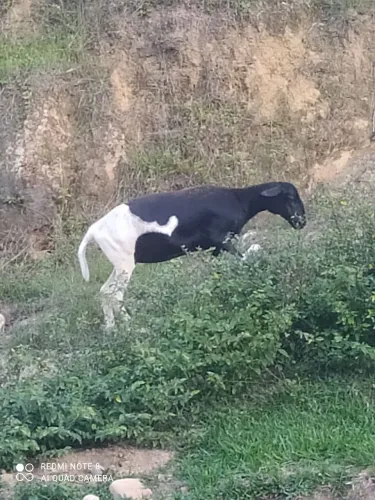 Vendo ovelhas e carneiro