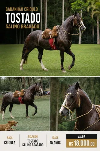 GARANHÃO CRIOULO - TOSTADO SALINO BRAGADO - 15 ANOS
