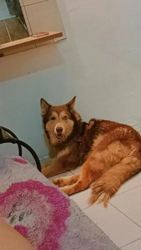Husky siberiana 5 anos fêmea