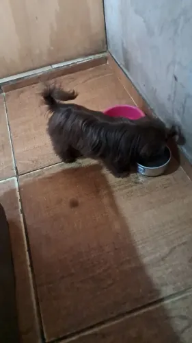 Mini shih tzu femea