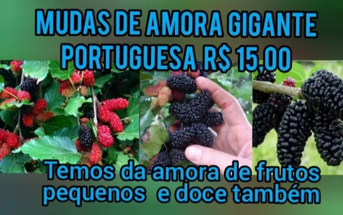 Muda de Amora Gigante Portuguesa