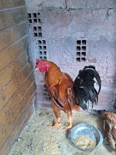 Vendo esse galo 300 reais