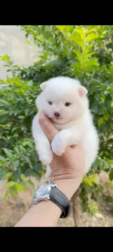Lulu da Pomerania macho