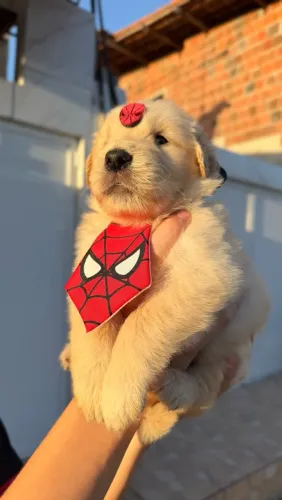 Golden Retriever