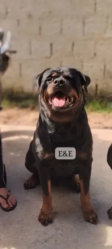 Rottweiler macho disponível para procriação ( Cruza )