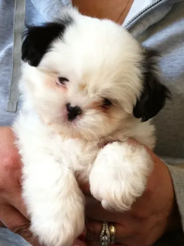 Shih Tzu Uma surpresa que vai ganhar nome, carinho e muito amor