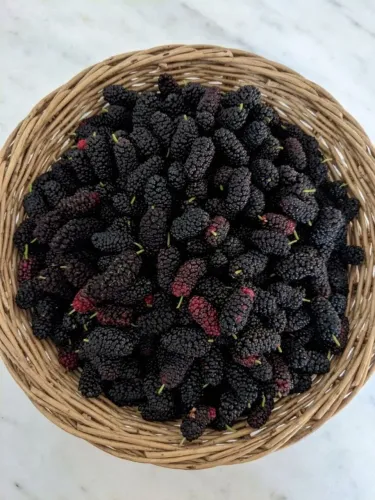 Amoras congeladas e/ou frescas pacote 1kg