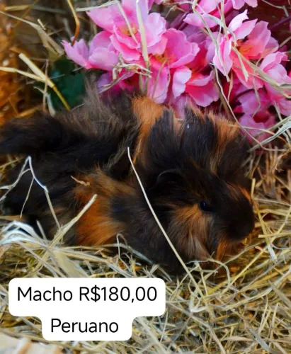 Porquinho da índia peruano sheltie Teddy coelhos hamster Twister filhotes machos e fêmeas
