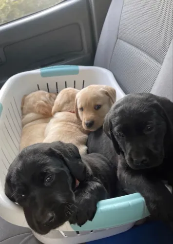 Filhotinhos Labrador, quem tem ama, disponíveis a pronta entrega