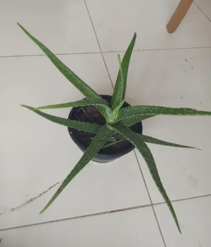 Muda de babosa com vaso.