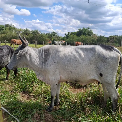 Vaca gir