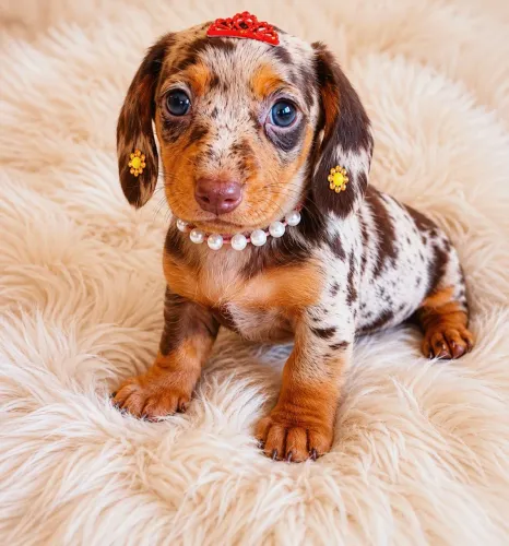 Filhote de Dachshund chocolate Mofadinha fêmeas 