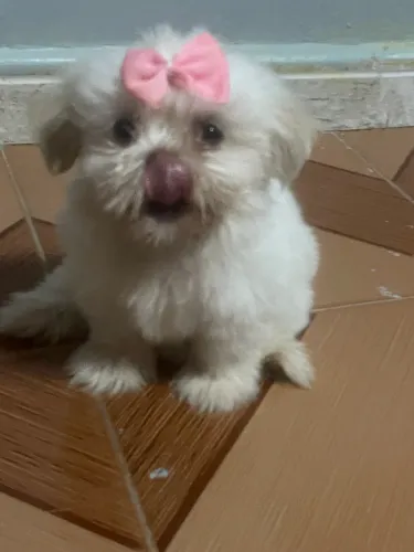 venda de filhote de shihtzu