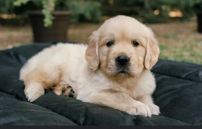 Golden Retriever