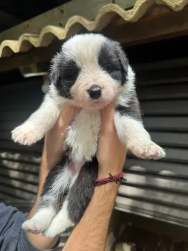 6 Filhotes machos de Border Collie Puro de Raça