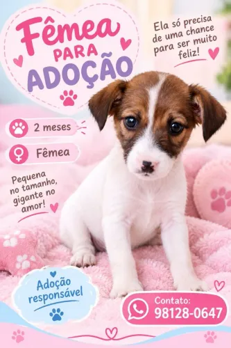 Cachorra para doação