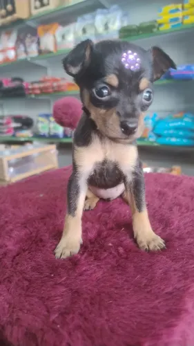 Filhote de pinscher fêmea