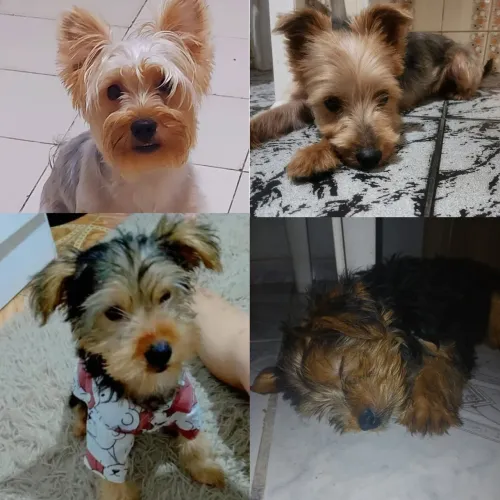 Lindos Filhote Macho