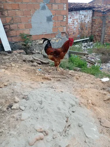 Galo reprodutor bhama