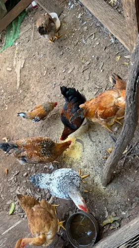 ? FRANGO CAIPIRA VIVO À VENDA ?