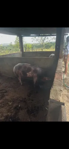 Porca