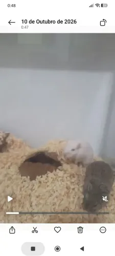 03 fêmeas Gerbil