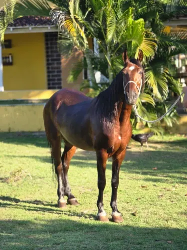 Cavalo Mongolina de marcha picada extremamente manso