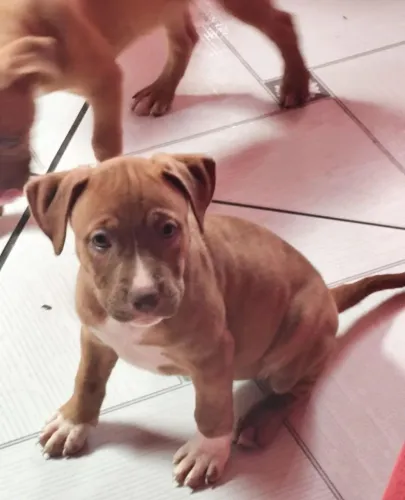 Vende-se filhotes de Pitbull 