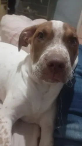 Vendo um Pit Bull de 4 meses